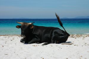 Stier am Strand von Korsika; Copyright: der Heiko / pixelio.de