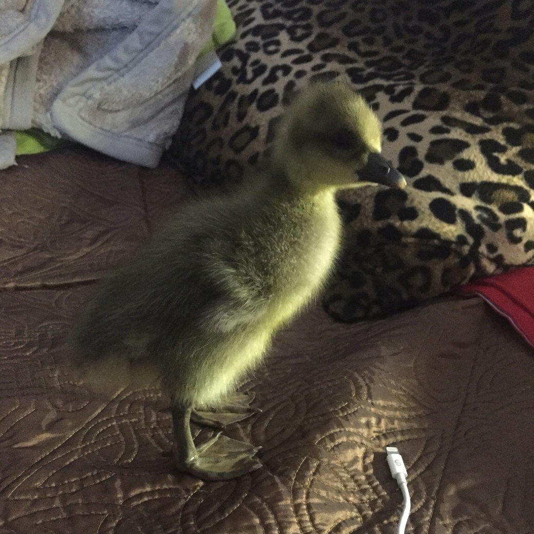 Piepsie will nach Hause